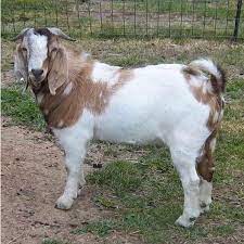 Fresh Halal Male Goat